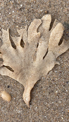 Membranipora membranacea