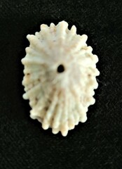 Fissurella barbadensis