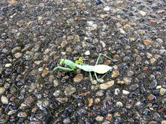 Stagmomantis limbata