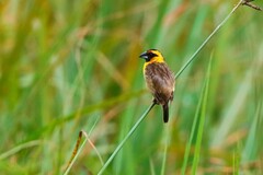 Pachyphantes superciliosus