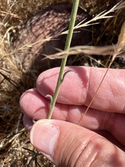 Epilobium brachycarpum