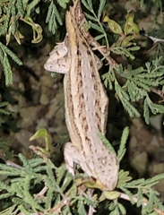 Sceloporus cowlesi