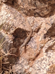 Psammodromus algirus