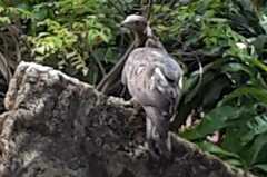 Pernis ptilorhynchus