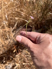Epilobium brachycarpum