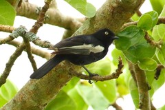 Melaniparus guineensis