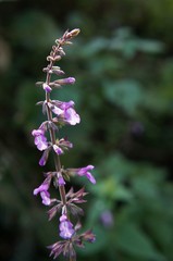 Salvia carnea