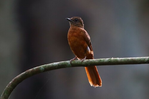 Rufous Flycatcher-Thrush