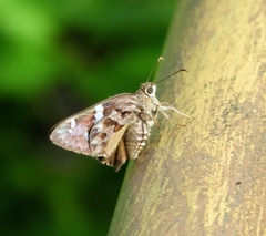 Eudamini