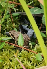 Rana arvalis