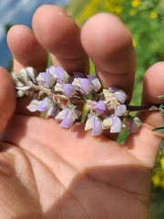 Lupinus argenteus