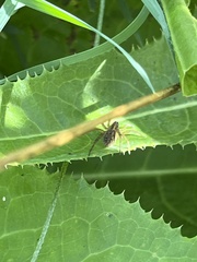 Tigrosa helluo