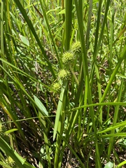 Sparganium americanum