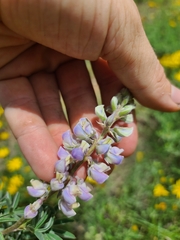 Lupinus argenteus