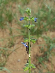 Salvia subincisa