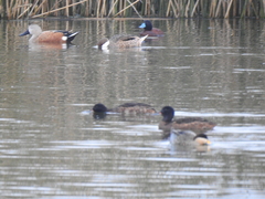 Heteronetta atricapilla