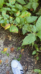 Persicaria virginiana