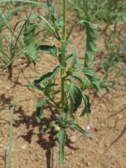 Salvia subincisa