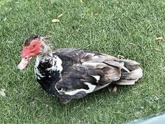 Cairina moschata domestica