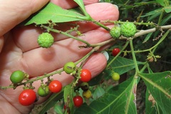 Allophylus natalensis