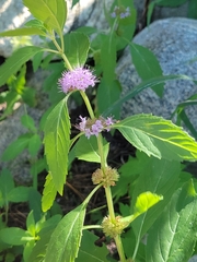 Mentha canadensis