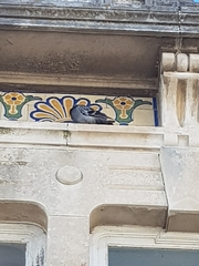 Columba livia domestica