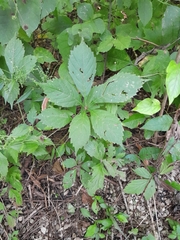 Parthenocissus inserta