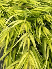 Dichanthelium xanthophysum