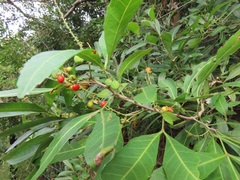 Allophylus natalensis