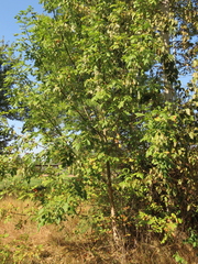 Fraxinus latifolia