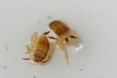 Myrmecophilus