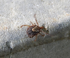 Amblyomma