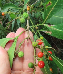 Allophylus natalensis