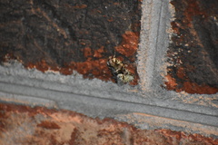 Lacinipolia explicata