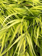 Dichanthelium xanthophysum