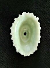 Fissurella barbadensis