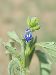 Salvia subincisa