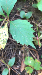 Parthenocissus inserta