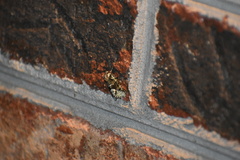 Lacinipolia explicata