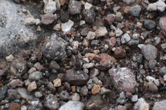 Novomessor albisetosus