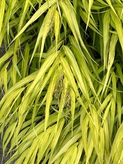 Dichanthelium xanthophysum