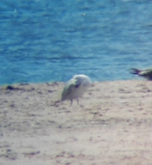 Ichthyaetus audouinii