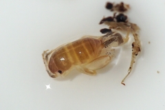 Myrmecophilus