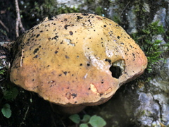 Suillellus luridus