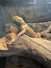 Pogona