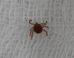 Amblyomma