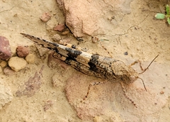 Trimerotropini