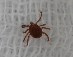 Amblyomma