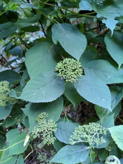 Hydrangea arborescens