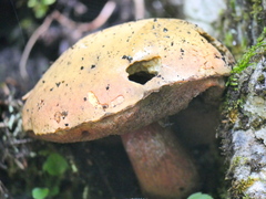 Suillellus luridus
